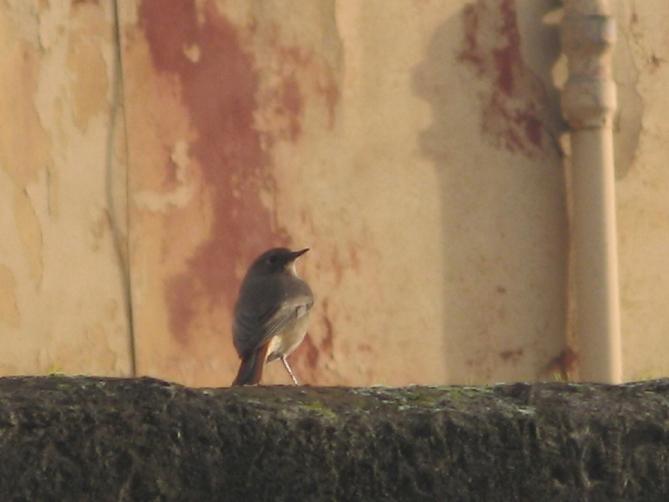 Birdwatching dell''Epifania